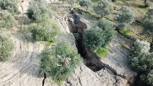 Hatay'ın Defne ilçesinde de zeytin bahçesinde deprem sonrası dev yarıklar oluştu
