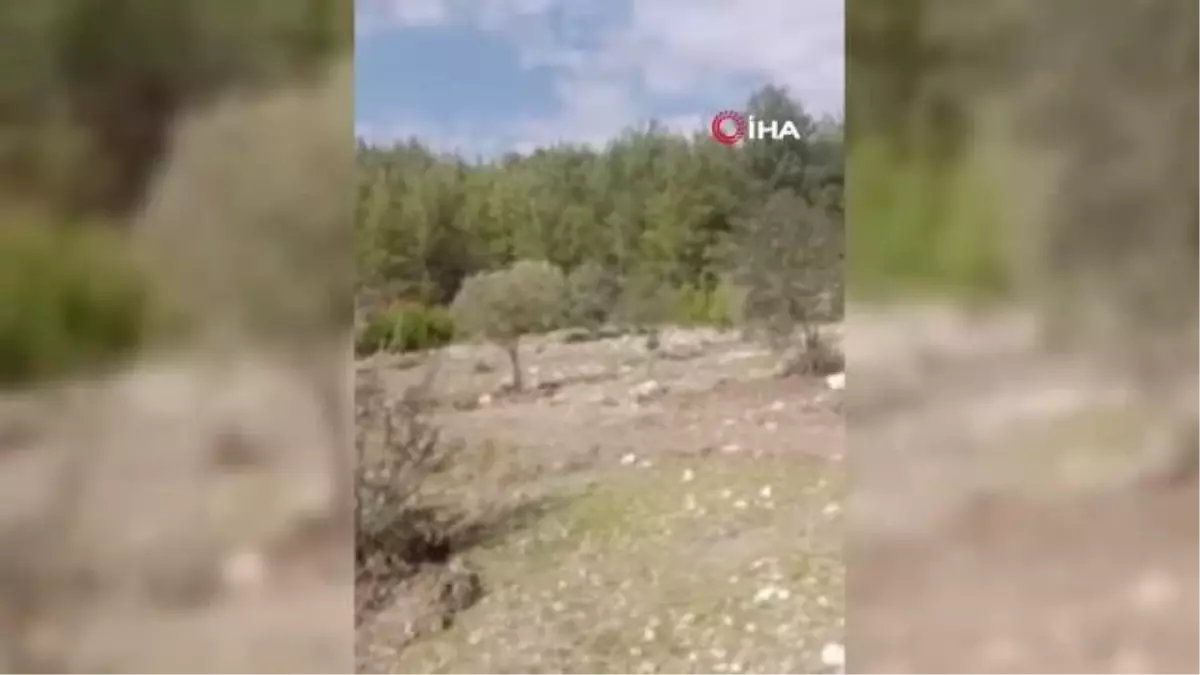 Kendi diktiği zeytin ağaçlarını korumak için başka bahçesine nakletmek istedi, başına gelmeyene kalmadı