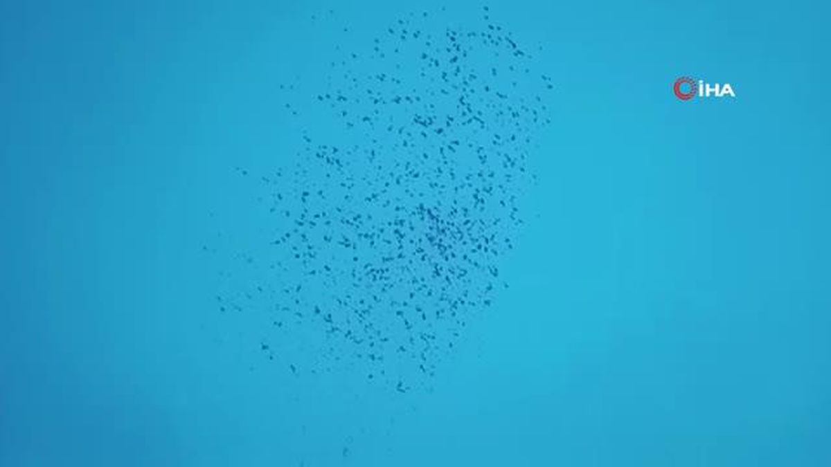 Sığırcık kuşlarının dansı görenleri mest etti