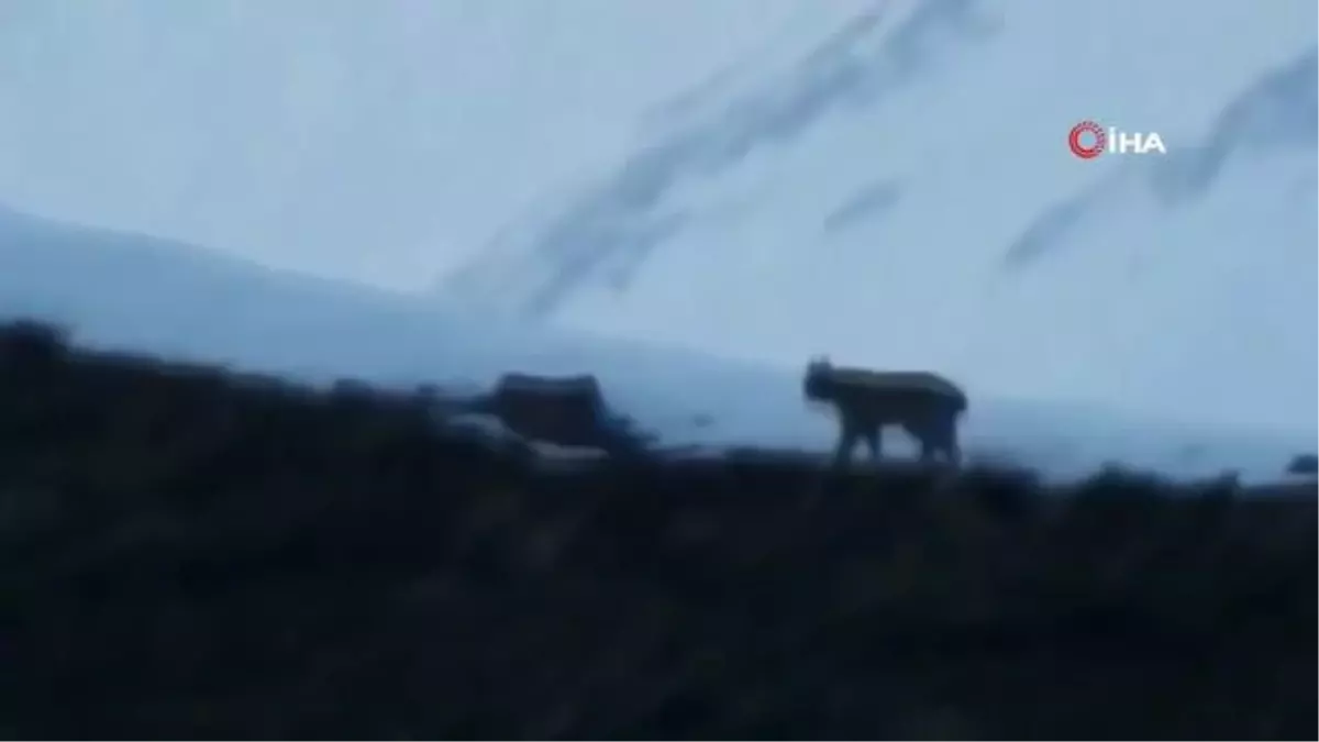 Tunceli\'de nesli tükenmekte olan vaşak görüntülendi