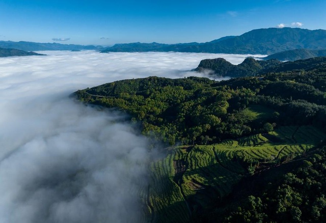 Çin'in Yunnan Eyaletinden Antik Çay Ağaçlarının Korunmasıyla İlgili Yeni Düzenleme Çin'in Yunnan Eyaletinden Antik Çay Ağaçlarının Korunmasıyla İlgili Yeni Düzenleme
