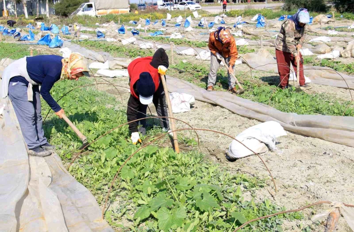 Deprem bölgesi Hatay\'da çiftçiler üretime geçmeye başladı