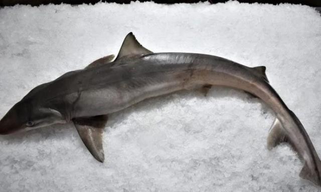 Kayıp Arjantinlinin kalıntıları köpek balığının karnında bulundu