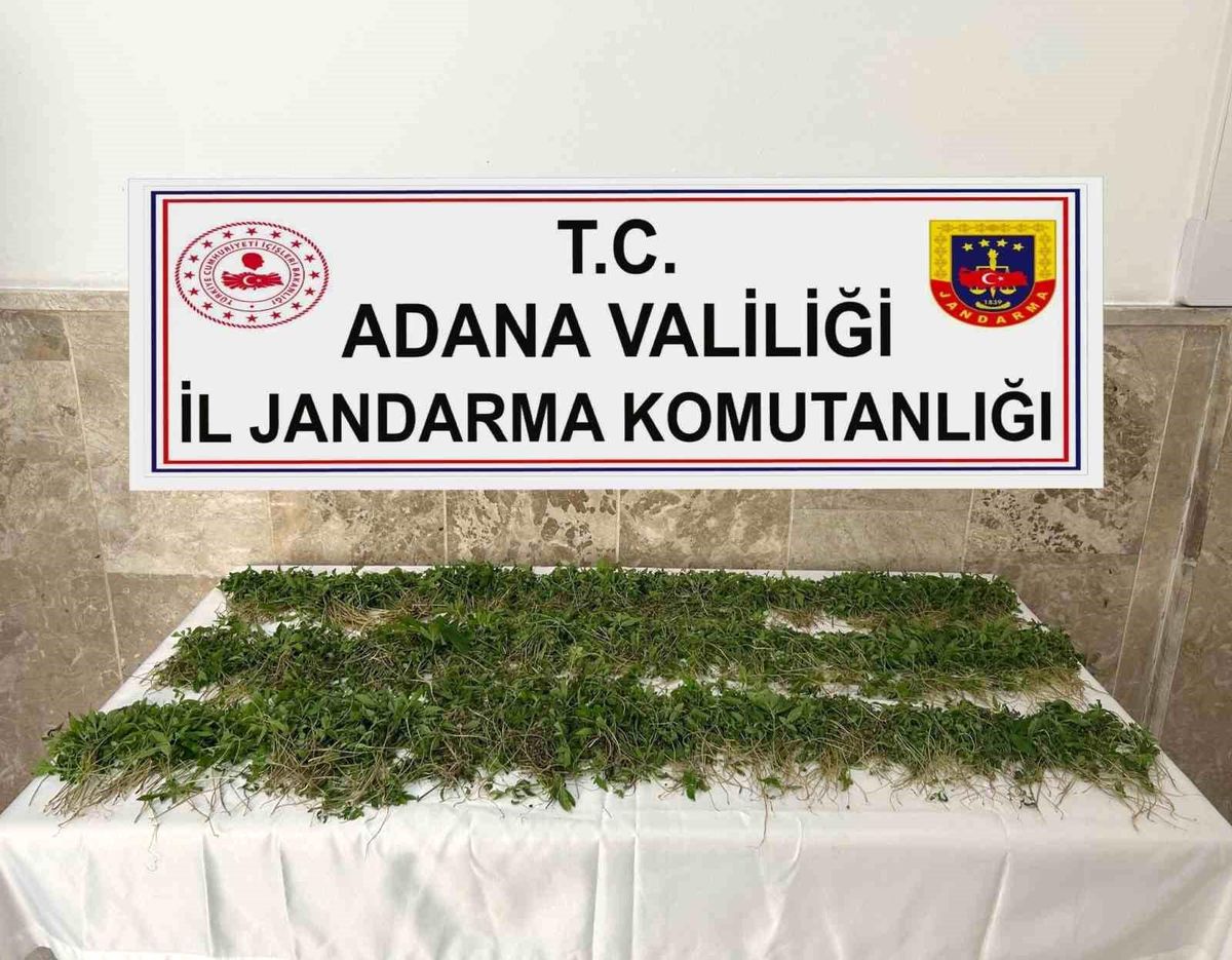 Adana\'da 3 bin 250 kök Hint keneviri ele geçirildi