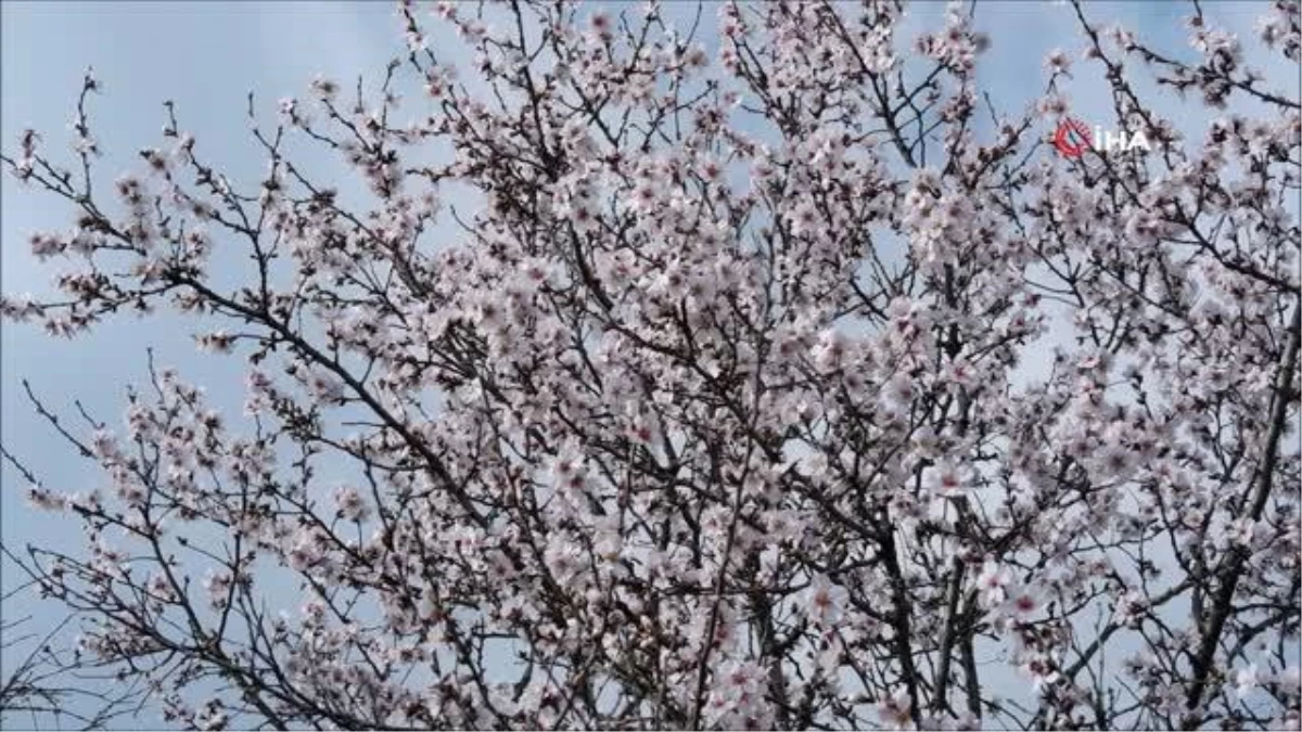 Edirne\'de badem ağaçları erken çiçek açtı