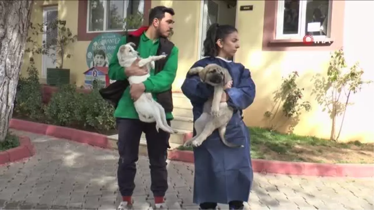Gaziantep hayvan barınağı depremzede hayvanları sahipleniyor