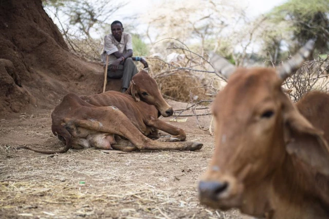 Kenya'da Kuraklık Hayvancılıkla Geçinen Maasaileri Vurdu