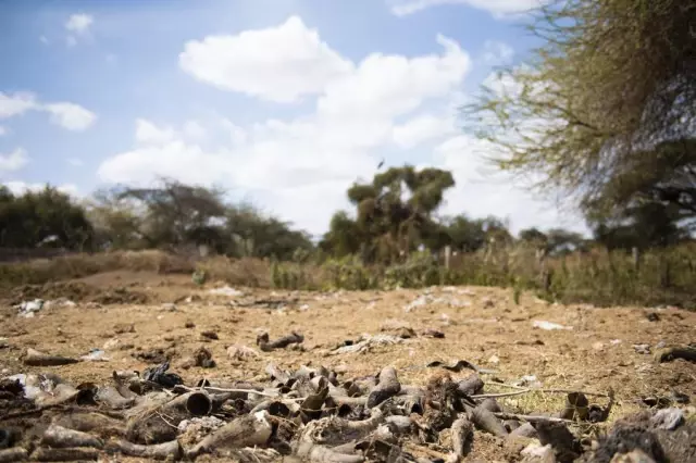 Kenya'da Kuraklık Hayvancılıkla Geçinen Maasaileri Vurdu