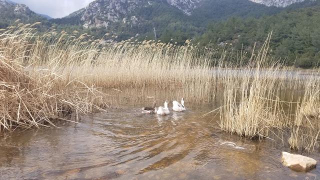 Marmara Gölü kurudu göçmen kuşlar rotayı Sülüklü Göl'e çevirdi
