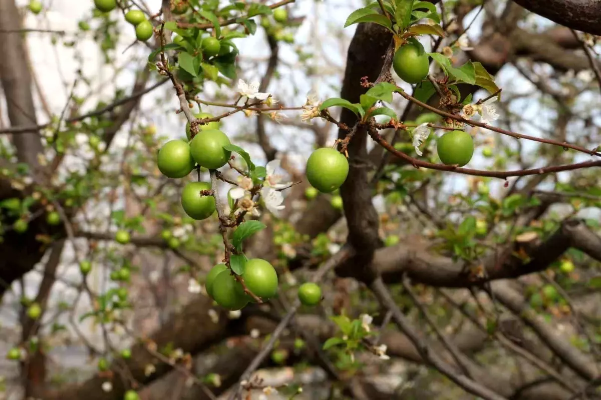 Turfanda örtü altı can erik hasadı başladı
