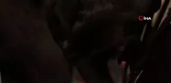 Vatandaş tramvaylardaki sevimli dostlardan memnun