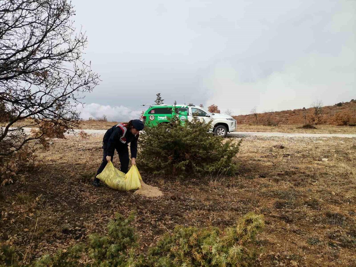 Çankırı\'da hayvanlar için doğaya buğday bırakıldı