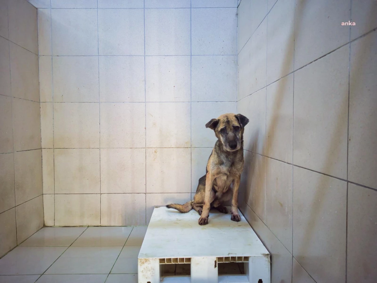Gaziemir Belediyesi: "Uyutulduğu İddia Edilen Köpek, Gerekli İzolasyon Koşulları Altında 37 Gündür Misafir Edilmektedir"