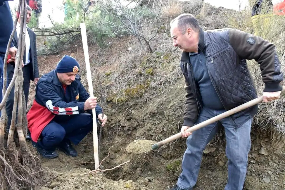 İskilip Belediyesi atıl arazileri meyve bahçesine dönüştürüyor