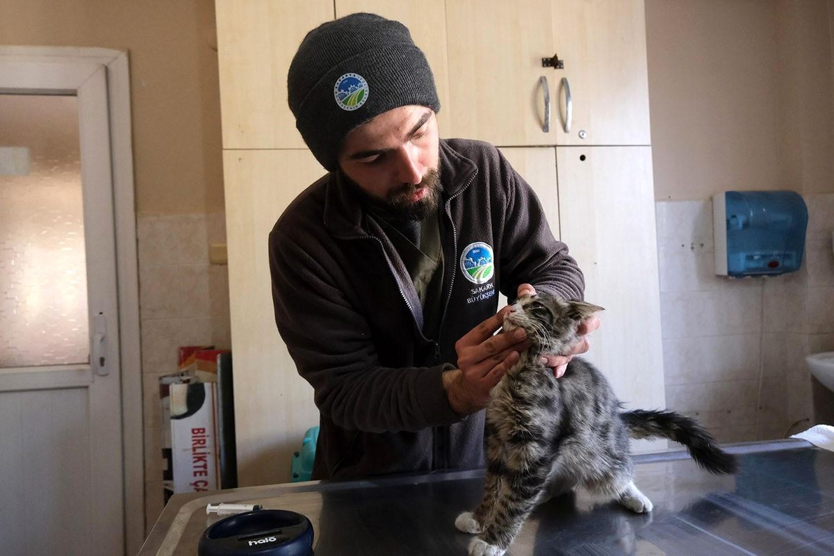 Sakaryalı veteriner ekipleri Antakya\'da can dostlarının yaralarını sarıyor