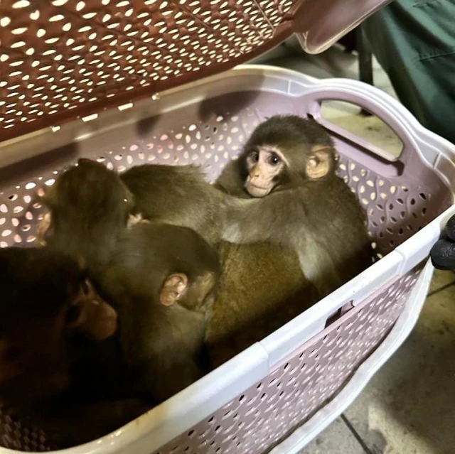 Gürbulak Gümrük Kapısı'nda 11 adet yavru maymun ele geçirildi