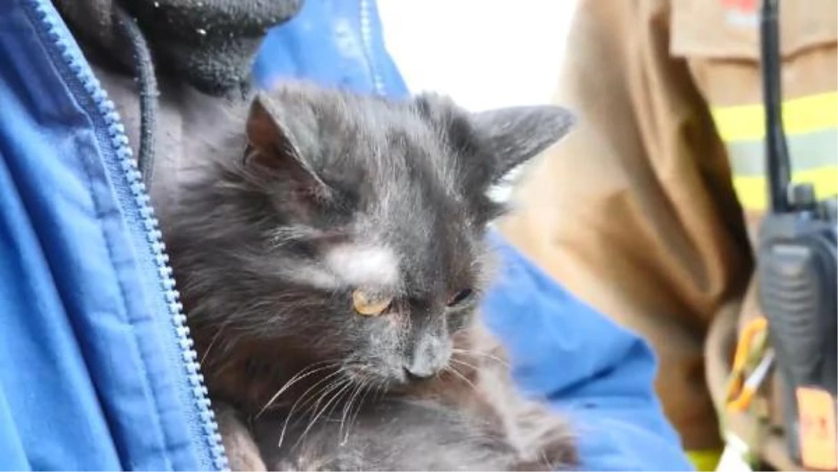 Zaporijya\'da bombalanan binanın enkazından kedi kurtarıldı