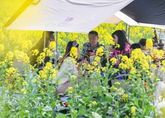 Çin'de Altın Sarısı Kanola Tarlaları Turistlerin İlgi Odağı Oldu