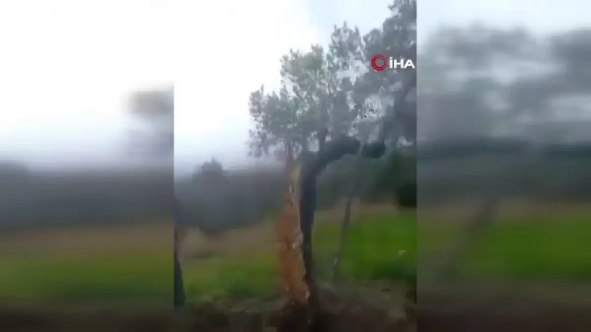 Fay ikiye böldüğü ağacı 10 metre taşıdı