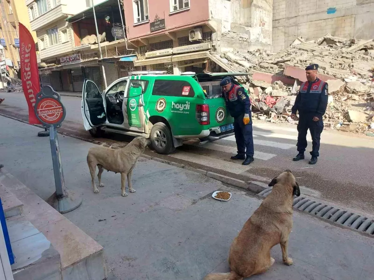 Jandarma ekipleri Hatay\'da sokak hayvanlarını besliyor