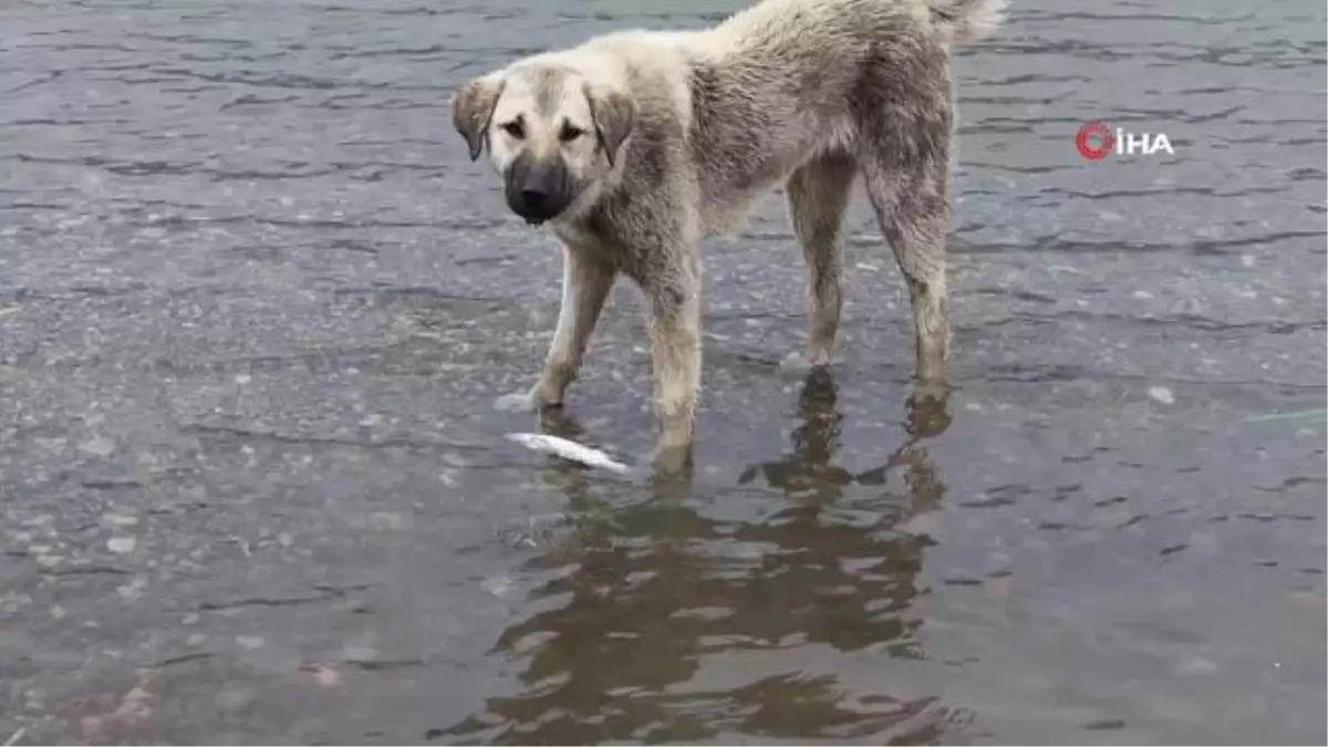 Sokak köpeğinden hayat dersi