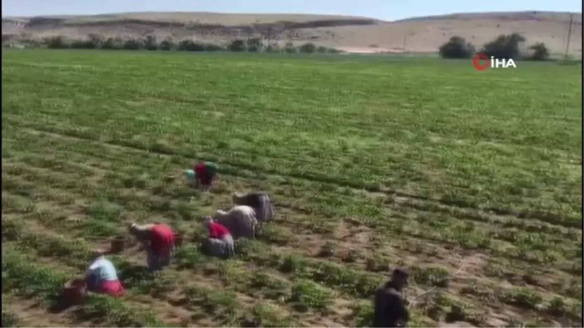 Derinkuyu çileği Türki devletlerine gidiyor