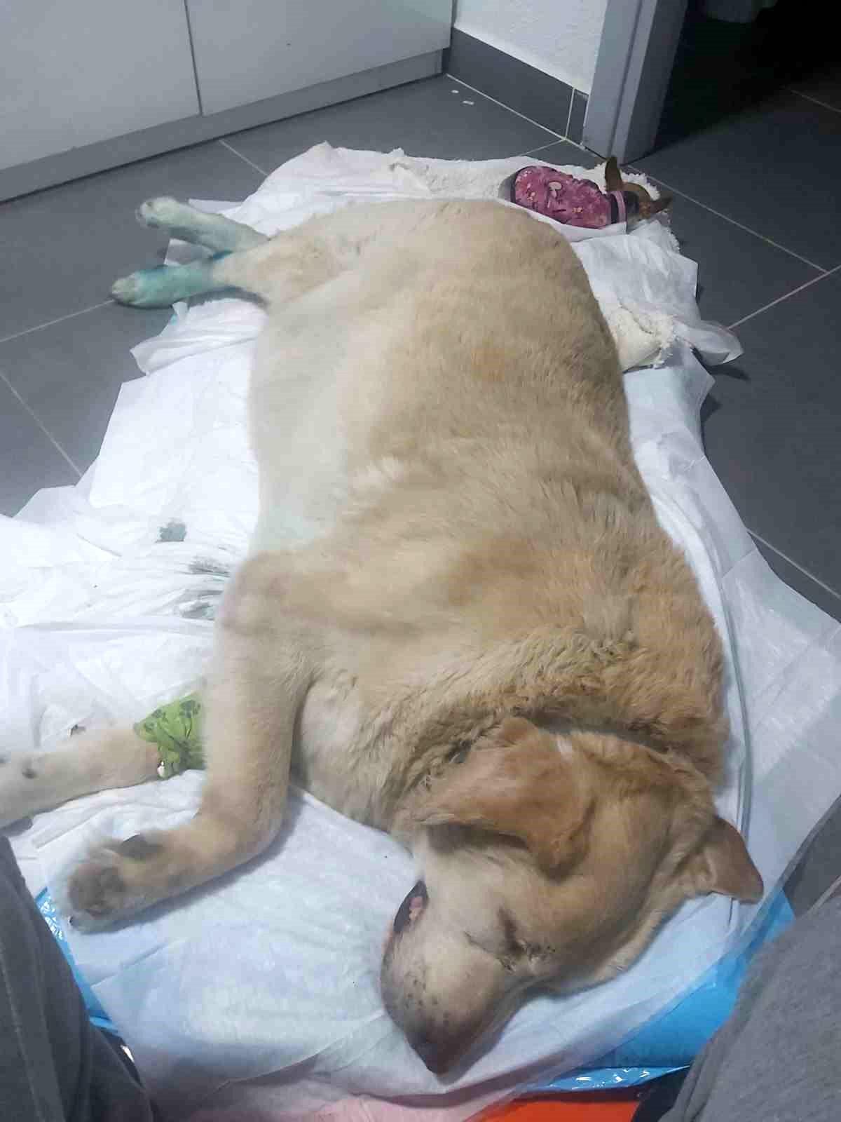 Şehrin maskotu olan köpek için destek bekliyorlar