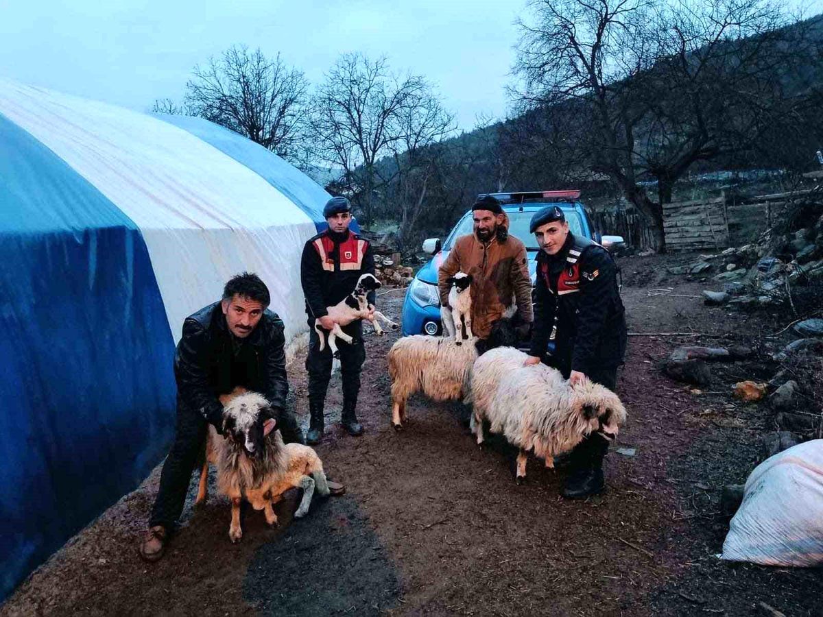 Sinop\'ta çalınan küçükbaş hayvanlar sahibine teslim edildi