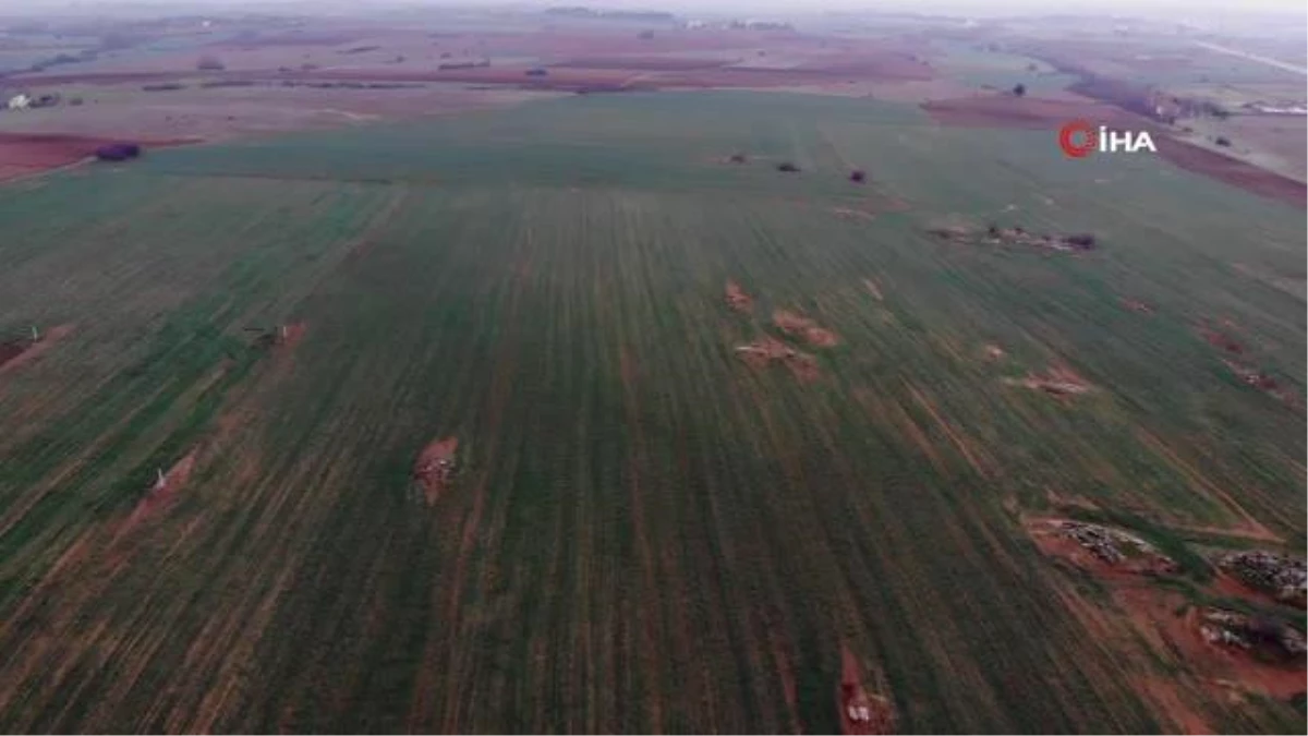 Çiftçide kuraklık endişesi: Buğday filizleri çimen boyunda kaldı