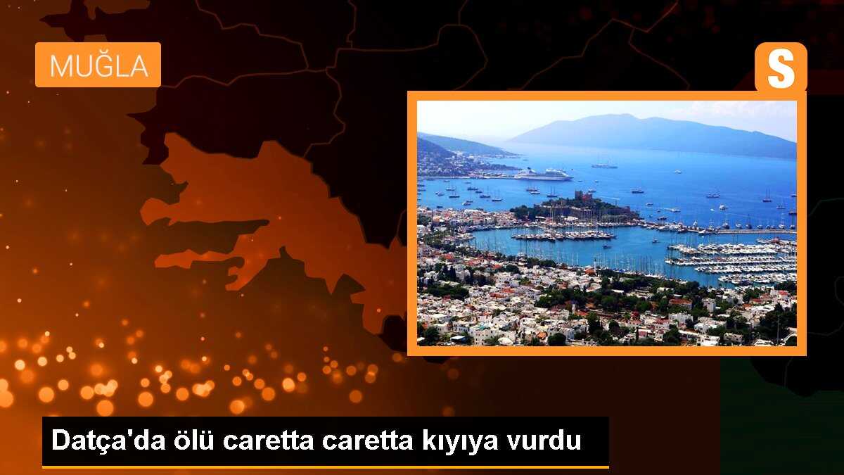 Datça\'da ölü caretta caretta kıyıya vurdu