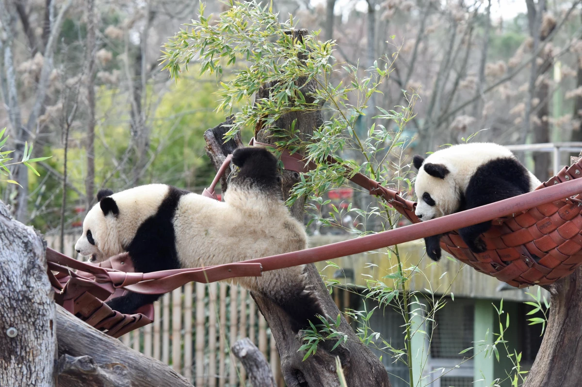 İspanya\'da Panda Ailesi Çin ile İspanya Arasında Dostluk Köprüsü Kurdu