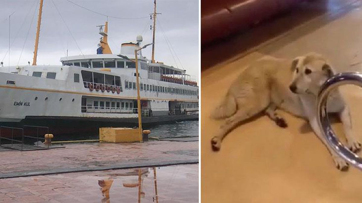 Köpek nedeniyle karışan Kadıköy-Beşiktaş vapuruyla ilgili Şehir Hatları'ndan açıklama: Sefer gecikmeli olarak yapıldı