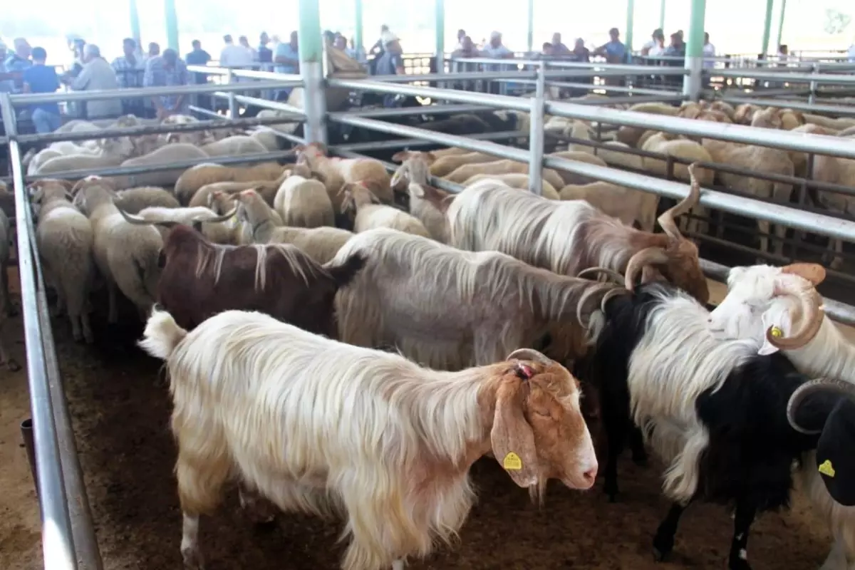 Sarıgöl Canlı Hayvan Pazarı ikinci emre kadar kapatıldı