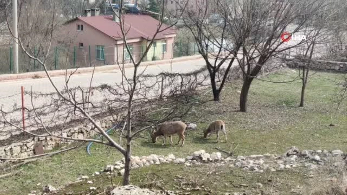 Tunceli\'de yaban keçileri sokakları mesken tuttu