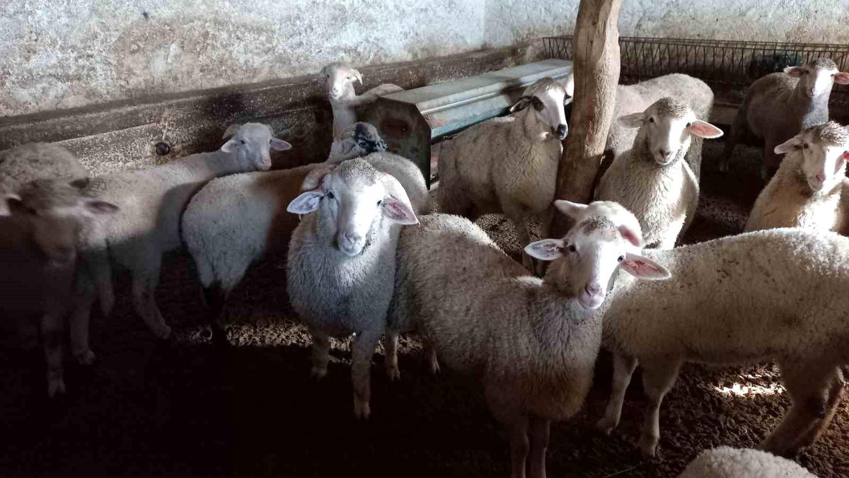 Afyonkarahisar\'da büyük ve küçükbaş hayvan sevkiyatı durduruldu