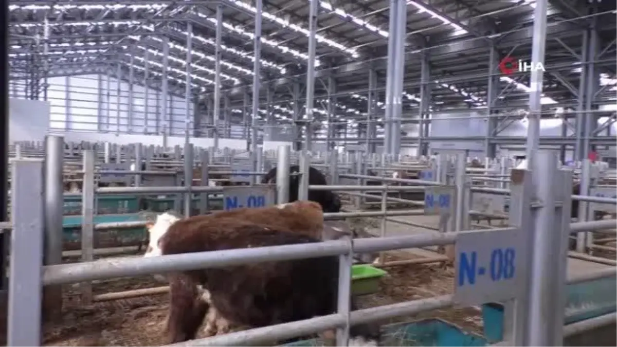 Avrupa'nın en büyük canlı hayvan pazarı şap hastalığı nedeniyle kapatıldı