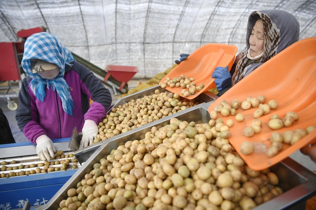 Çin'in Patates DiyarıNda Yeni Teknolojiler Sayesinde Üretim Arttı Çin'in Patates DiyarıNda Yeni Teknolojiler Sayesinde Üretim Arttı