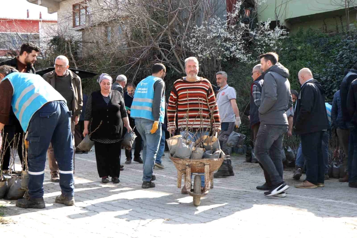 Coğrafi işaret için gün sayan \'mor patlıcan inciri\' fidanları üreticilere dağıtıldı