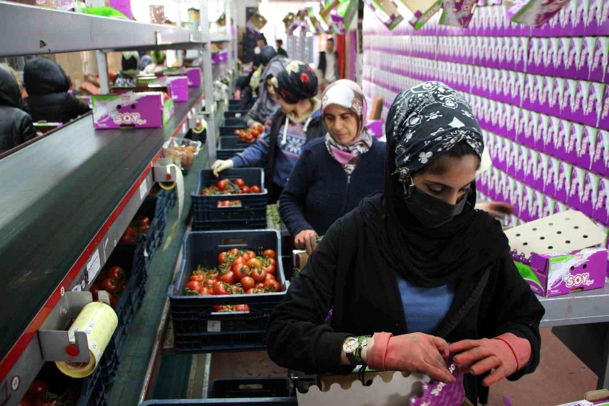 İhracat yasağı kalktı, domates hareketliliği başladı