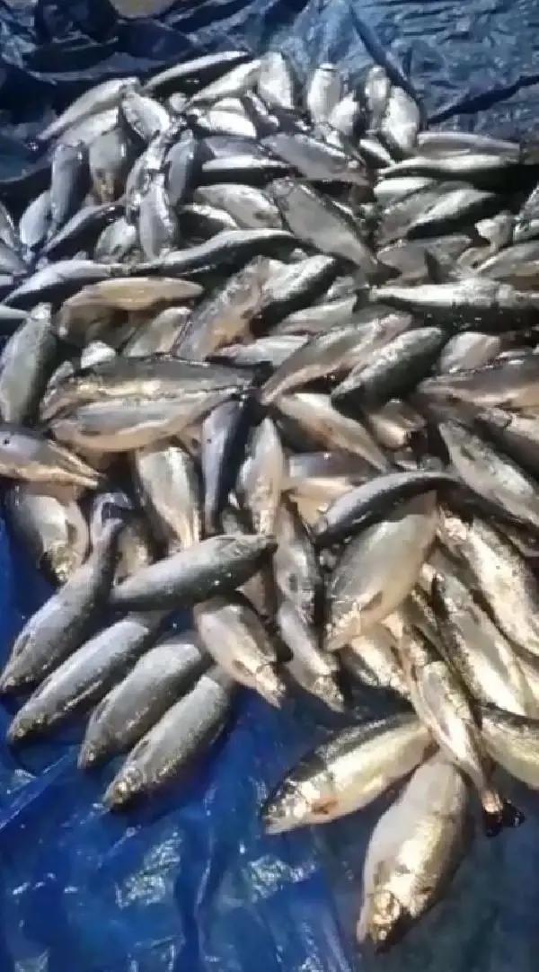 Kafes yırtıldı, sahil somonla doldu