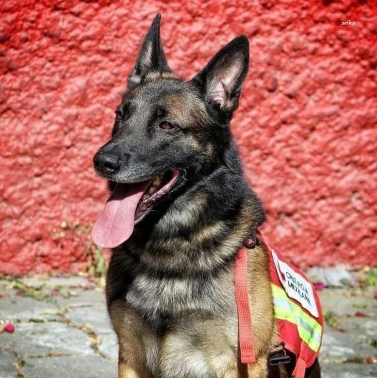 Kahraman Köpek Proteo\'nun İsmi Kuşadası\'nda Ölümsüzleşecek