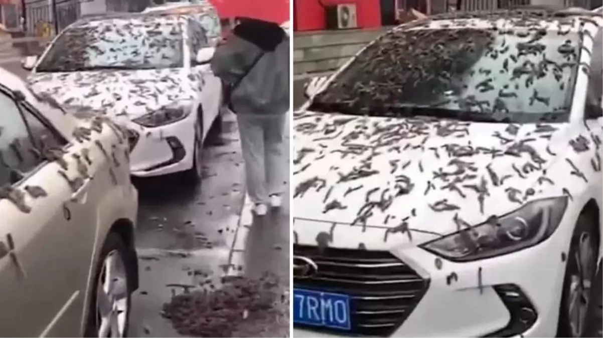 "Solucan yağmuru" videosu hayrete düşürmüştü! Sebebi araştırıldı, iki seçenek üzerinde duruluyor