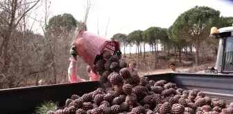 Türkiye'nin çam fıstığı deposu Bergama'da hasat telaşı