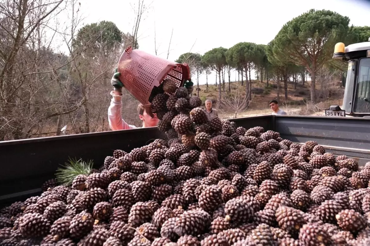 Türkiye\'nin çam fıstığı deposu Bergama\'da hasat telaşı