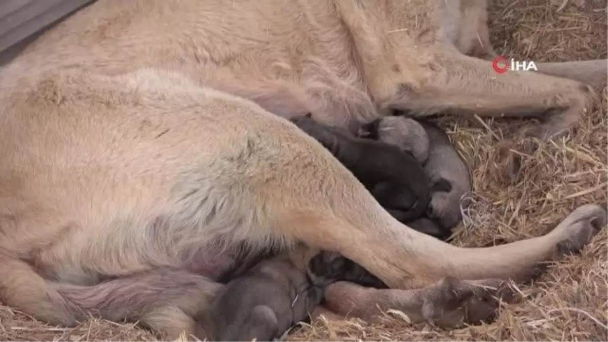 Anadolu'nun minik aslanları ilkbaharla gözlerini açtı