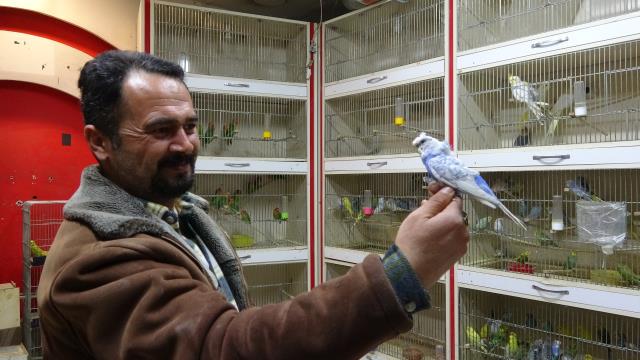 'Deprem kuşu' diye almaya başladılar: Ötücü kuşlara ilgi arttı