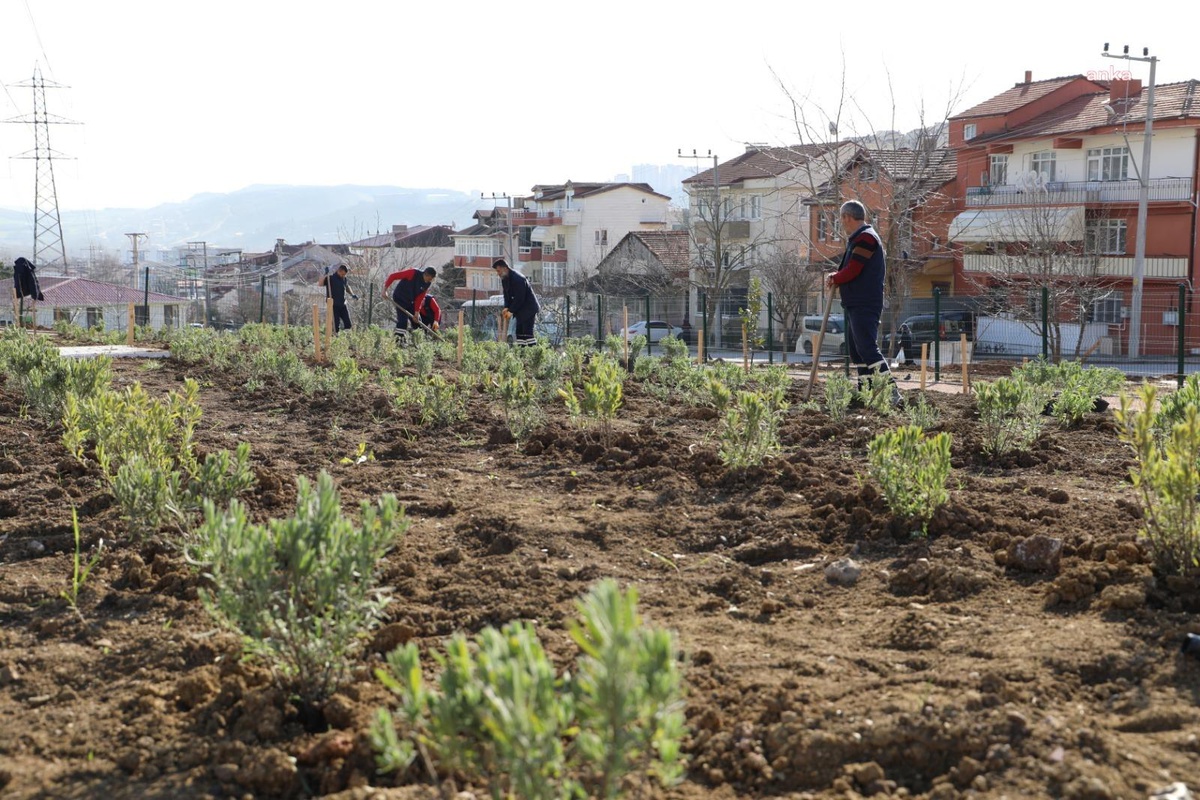 İzmit Belediyesi\'nin Gündoğdu Lavanta Bahçesi\'nde Çalışmaları Sürüyor