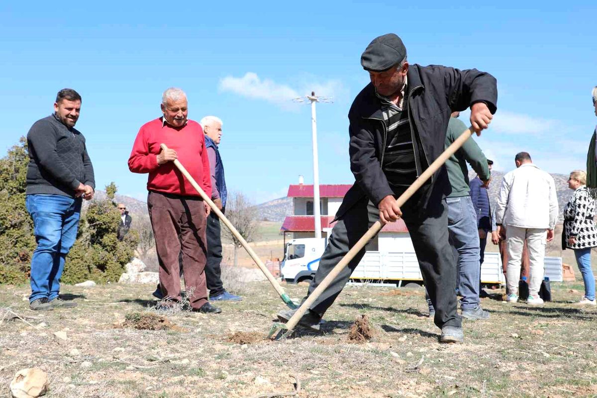 Antalya\'da Antep fıstığı yetiştiriciliği için örnek bahçeler kuruldu