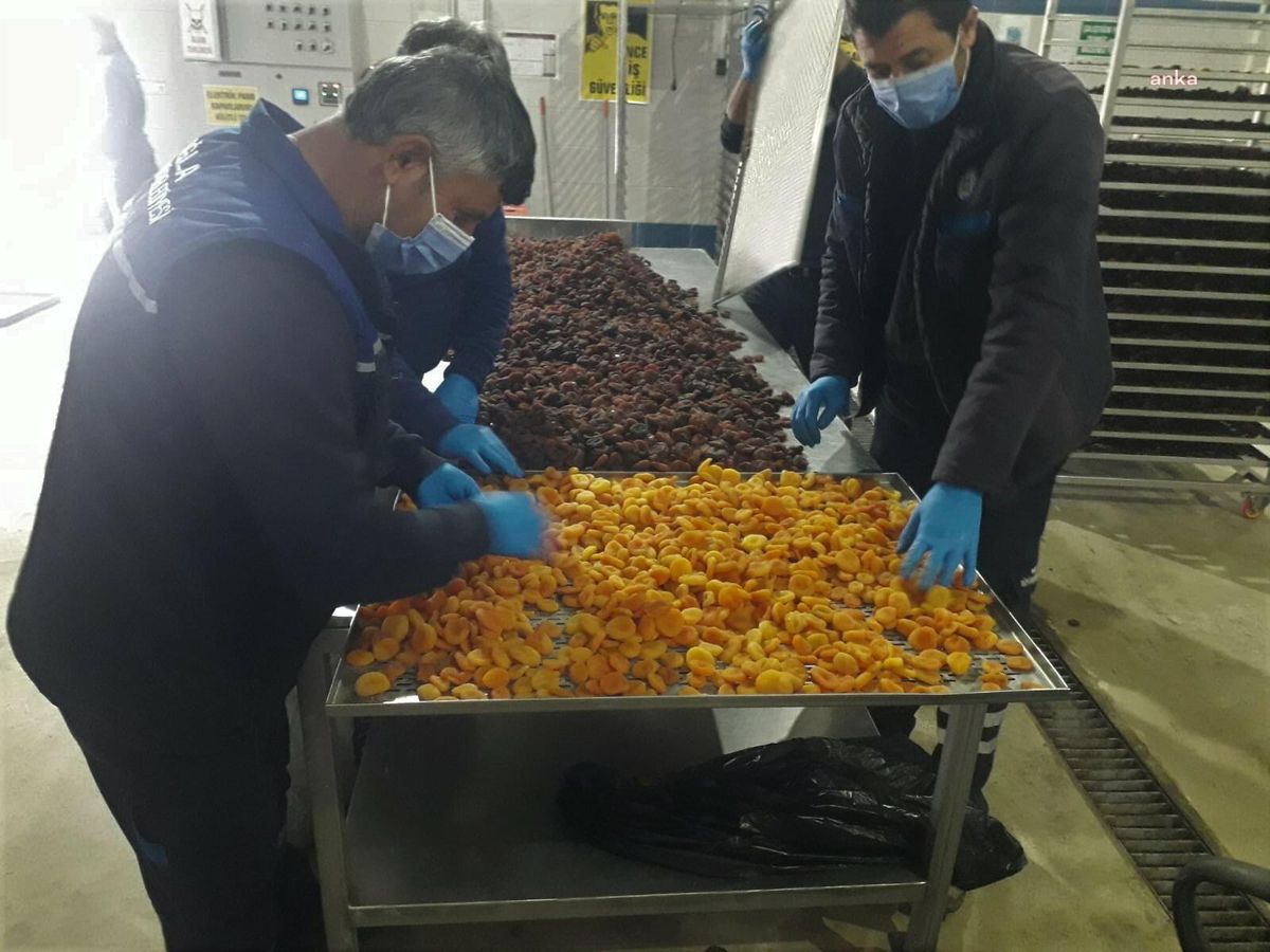 Muğla Büyükşehir, Malatya\'daki Üreticilerden Satın Aldığı Kayısıları Ücretsiz Dağıtacak