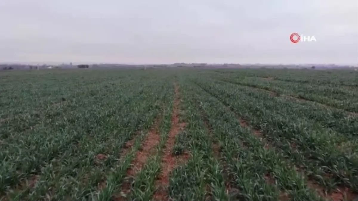 Prof. Dr. Kaya uyardı: Kuraklığa bağlı kızarıklıklar ve sararmalar başladı